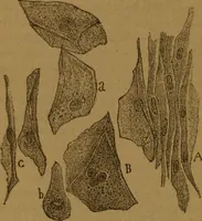 An illustration from Manual de anatomía patológica general : seguida de un resumen de microscopia aplicada a la histología y bacteriología patológicas (1896)