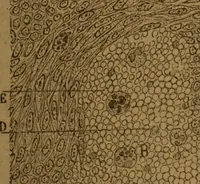 An illustration from Manual de anatomía patológica general : seguida de un resumen de microscopia aplicada a la histología y bacteriología patológicas (1896)