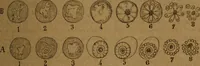 An illustration from Manual de anatomía patológica general : seguida de un resumen de microscopia aplicada a la histología y bacteriología patológicas (1896)