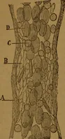 An illustration from Manual de anatomía patológica general : seguida de un resumen de microscopia aplicada a la histología y bacteriología patológicas (1896)