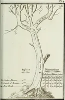 Picture 4 of 30 from Manuale ad uso degli agenti dei boschi e della marina ... (1807), leaf 286