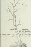 An illustration from Manuale ad uso degli agenti dei boschi e della marina ... (1807)