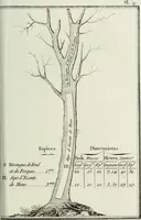 Picture 9 of 30 from Manuale ad uso degli agenti dei boschi e della marina ... (1807), leaf 296