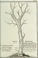 Picture 10 of 30 from Manuale ad uso degli agenti dei boschi e della marina ... (1807), leaf 298