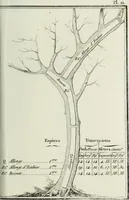 An illustration from Manuale ad uso degli agenti dei boschi e della marina ... (1807)