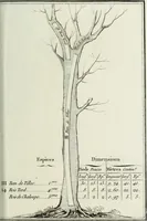 An illustration from Manuale ad uso degli agenti dei boschi e della marina ... (1807)
