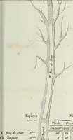 An illustration from Manuale ad uso degli agenti dei boschi e della marina ... (1807)