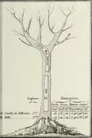 An illustration from Manuale ad uso degli agenti dei boschi e della marina ... (1807)
