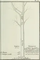 Picture 22 of 30 from Manuale ad uso degli agenti dei boschi e della marina ... (1807), leaf 320