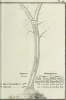 Picture 23 of 30 from Manuale ad uso degli agenti dei boschi e della marina ... (1807), leaf 322