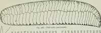 Picture 193 of 264 from Manual of Egyptian archæology and guide to the study of antiquities in Egypt. For the use of students and travellers (1914), leaf 302