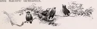 Picture 9 of 14 from A manual for China painters. being a practical and comprehensive treatise on the art of painting China and glass with mineral colors (1897), leaf 203