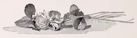 Picture 4 of 14 from A manual for China painters. being a practical and comprehensive treatise on the art of painting China and glass with mineral colors (1897), leaf 88