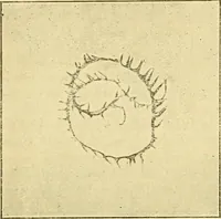 An illustration from A manual of dyeing: for the use of practical dyers, manufacturers, students, and all interested in the art of dyeing (1919)