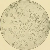 Picture 2 of 68 from A manual of dyeing: for the use of practical dyers, manufacturers, students, and all interested in the art of dyeing (1919), leaf 38