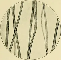 Picture 3 of 68 from A manual of dyeing: for the use of practical dyers, manufacturers, students, and all interested in the art of dyeing (1919), leaf 58