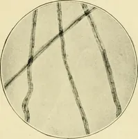 An illustration from A manual of dyeing: for the use of practical dyers, manufacturers, students, and all interested in the art of dyeing (1919)