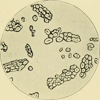 Picture 6 of 68 from A manual of dyeing: for the use of practical dyers, manufacturers, students, and all interested in the art of dyeing (1919), leaf 58