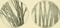 Picture 8 of 68 from A manual of dyeing: for the use of practical dyers, manufacturers, students, and all interested in the art of dyeing (1919), leaf 59