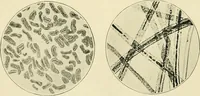 Picture 9 of 68 from A manual of dyeing: for the use of practical dyers, manufacturers, students, and all interested in the art of dyeing (1919), leaf 59