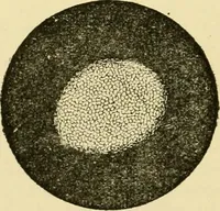 An illustration from A manual of dyeing: for the use of practical dyers, manufacturers, students, and all interested in the art of dyeing (1919)