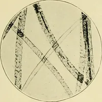 An illustration from A manual of dyeing: for the use of practical dyers, manufacturers, students, and all interested in the art of dyeing (1919)