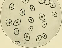 Picture 13 of 68 from A manual of dyeing: for the use of practical dyers, manufacturers, students, and all interested in the art of dyeing (1919), leaf 66