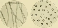 Picture 14 of 68 from A manual of dyeing: for the use of practical dyers, manufacturers, students, and all interested in the art of dyeing (1919), leaf 66