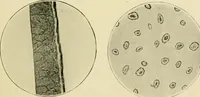 An illustration from A manual of dyeing: for the use of practical dyers, manufacturers, students, and all interested in the art of dyeing (1919)