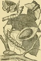 An illustration from A manual of dyeing: for the use of practical dyers, manufacturers, students, and all interested in the art of dyeing (1919)