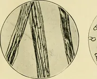 Picture 18 of 68 from A manual of dyeing: for the use of practical dyers, manufacturers, students, and all interested in the art of dyeing (1919), leaf 82