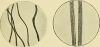 Picture 19 of 68 from A manual of dyeing: for the use of practical dyers, manufacturers, students, and all interested in the art of dyeing (1919), leaf 82
