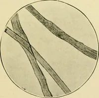Picture 20 of 68 from A manual of dyeing: for the use of practical dyers, manufacturers, students, and all interested in the art of dyeing (1919), leaf 82