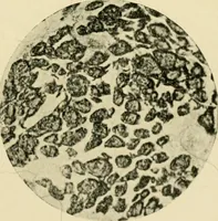Picture 21 of 68 from A manual of dyeing: for the use of practical dyers, manufacturers, students, and all interested in the art of dyeing (1919), leaf 82