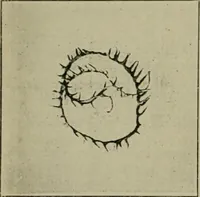 An illustration from A manual of dyeing: for the use of practical dyers, manufacturers, students, and all interested in the art of dyeing (1910)