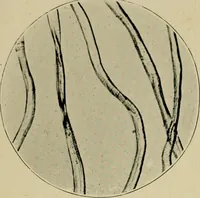 Picture 1 of 71 from A manual of dyeing: for the use of practical dyers, manufacturers, students, and all interested in the art of dyeing (1910), leaf 40