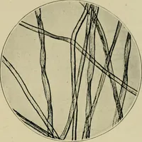 Picture 2 of 71 from A manual of dyeing: for the use of practical dyers, manufacturers, students, and all interested in the art of dyeing (1910), leaf 40