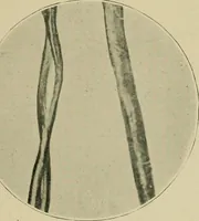Picture 3 of 71 from A manual of dyeing: for the use of practical dyers, manufacturers, students, and all interested in the art of dyeing (1910), leaf 40