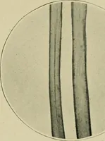 An illustration from A manual of dyeing: for the use of practical dyers, manufacturers, students, and all interested in the art of dyeing (1910)