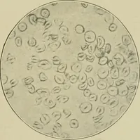 Picture 4 of 71 from A manual of dyeing: for the use of practical dyers, manufacturers, students, and all interested in the art of dyeing (1910), leaf 40