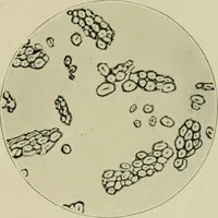 Picture 5 of 71 from A manual of dyeing: for the use of practical dyers, manufacturers, students, and all interested in the art of dyeing (1910), leaf 60