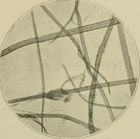 Picture 6 of 71 from A manual of dyeing: for the use of practical dyers, manufacturers, students, and all interested in the art of dyeing (1910), leaf 60