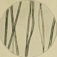 Picture 8 of 71 from A manual of dyeing: for the use of practical dyers, manufacturers, students, and all interested in the art of dyeing (1910), leaf 60