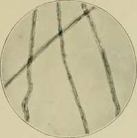 Picture 9 of 71 from A manual of dyeing: for the use of practical dyers, manufacturers, students, and all interested in the art of dyeing (1910), leaf 60