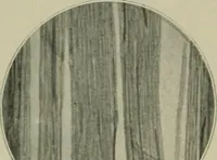An illustration from A manual of dyeing: for the use of practical dyers, manufacturers, students, and all interested in the art of dyeing (1910)