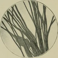 Picture 12 of 71 from A manual of dyeing: for the use of practical dyers, manufacturers, students, and all interested in the art of dyeing (1910), leaf 63