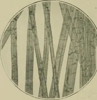 Picture 13 of 71 from A manual of dyeing: for the use of practical dyers, manufacturers, students, and all interested in the art of dyeing (1910), leaf 63