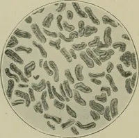 Picture 14 of 71 from A manual of dyeing: for the use of practical dyers, manufacturers, students, and all interested in the art of dyeing (1910), leaf 63