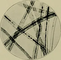 Picture 15 of 71 from A manual of dyeing: for the use of practical dyers, manufacturers, students, and all interested in the art of dyeing (1910), leaf 63