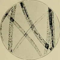 Picture 17 of 71 from A manual of dyeing: for the use of practical dyers, manufacturers, students, and all interested in the art of dyeing (1910), leaf 70